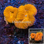 Lobophyllia Coral Australia (click for more detail)