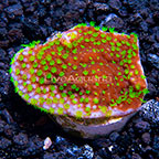 LiveAquaria® Green Polyp Crateriformis Acropora Coral (click for more detail)
