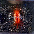 Flame Scallop EXPERT ONLY (click for more detail)