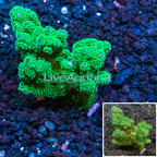 Pocillopora Coral Australia (click for more detail)