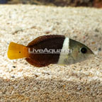 Banner Wrasse  (click for more detail)