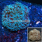 Hammer Coral Australia (click for more detail)