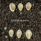 Gold Ring Cowrie, 6 Lot (click for more detail)