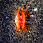 Flame Scallop, Red  (click for more detail)