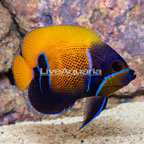 Blue Girdled Angelfish (click for more detail)