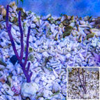 Cultured Purple Sea Whip (click for more detail)