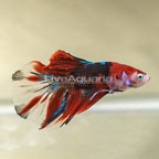 Galaxy Koi Super Delta Tail Betta, Male (click for more detail)