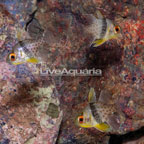 Pajama Cardinalfish (Trio)  (click for more detail)