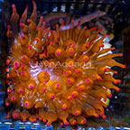 Aquacultured Rose Bubble Tip Anemone (click for more detail)