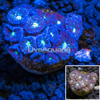 LiveAquaria® Cultured Blastomussa Coral  (click for more detail)