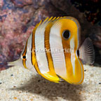 Copperband Butterflyfish (click for more detail)
