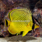 Latticed Butterflyfish (click for more detail)