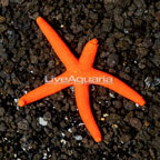 Orange Sea Star (Blemish) (click for more detail)
