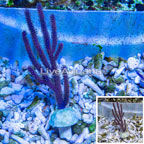 Purple Sea Whip (click for more detail)