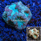 Australia Cultured Blastomussa Coral (click for more detail)