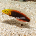 Radiant Wrasse (click for more detail)