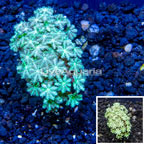 LiveAquaria® Cultured Pipe Organ Coral (click for more detail)