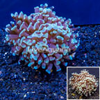 LiveAquaria® Cultured Hammer Coral (click for more detail)