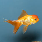 Orange Oranda Goldfish (click for more detail)