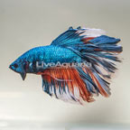 Multi-Color Halfmoon Betta, Male (click for more detail)