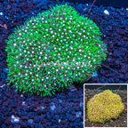 Starburst Polyps Indonesia (click for more detail)