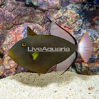 Pinktail Triggerfish (click for more detail)