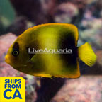 West African Angelfish (click for more detail)