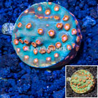 LiveAquaria® Cultured Cyphastrea Frag (click for more detail)