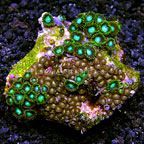 Radioactive Dragon Eye and Miami Hurricane Colony Polyp Rock Zoanthus Vietnam SM (click for more detail)