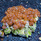 Houdini and Red People Eater Colony Polyp Rock Zoanthus Indonesia IM (click for more detail)