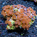 Red People Eater Colony Polyp Rock Zoanthus Indonesia IM (click for more detail)