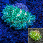 LiveAquaria® Cultured Galaxea Coral (click for more detail)