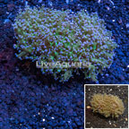 Frogspawn Coral Australia (click for more detail)
