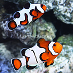 ORA® Captive-Bred Premium Nebula x Gladiator Clownfish (Select Pair) (click for more detail)