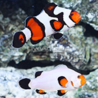 ORA® Captive-Bred Wyoming White x Premium Gladiator Clownfish (Select Pair) (click for more detail)