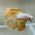 Gold Halfmoon Betta, Male (click for more detail)