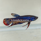 Blue Imbellis Betta, Male (click for more detail)