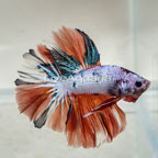 Multi-Color Halfmoon Betta, Male  (click for more detail)