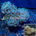 LiveAquaria® Cultured Hammer Coral (click for more detail)