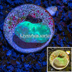 LiveAquaria® cultured Cabbage Leather Coral  (click for more detail)