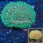 Goniopora Coral Australia (click for more detail)