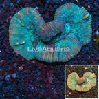 Plating Pectinia Coral Australia (click for more detail)