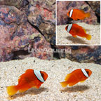 Tomato Clownfish, Pair [Blemish] (click for more detail)