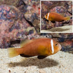 Blackfoot Clownfish (click for more detail)