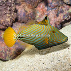 Undulated Triggerfish (click for more detail)