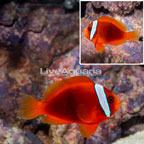 Tomato Clownfish (click for more detail)
