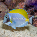 Powder Blue Tang  (click for more detail)