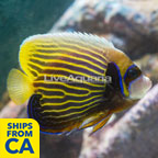 Emperor Angelfish (click for more detail)