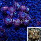 LiveAquaria® cultured Zoanthus Coral  (click for more detail)