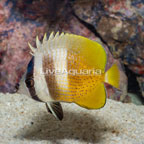 Orange Butterflyfish (click for more detail)